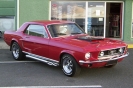 Mustangs in Iceland