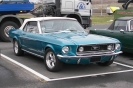 Mustangs in Iceland