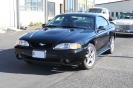 Mustangs in Iceland