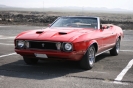 Mustangs in Iceland