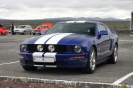 Mustangs in Iceland