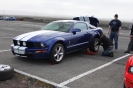 Mustangs in Iceland