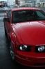 Mustangs in Iceland