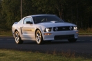 Mustangs in Iceland