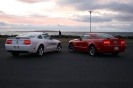 Mustangs in Iceland