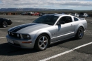 Mustangs in Iceland