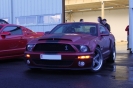 Mustangs in Iceland