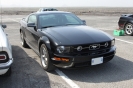 Mustangs in Iceland