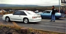 Mustangs in Iceland