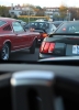 Mustangs in Iceland