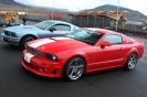 Mustangs in Iceland