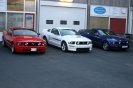 Mustangs in Iceland