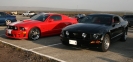 Mustangs in Iceland