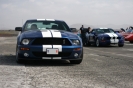 Mustangs in Iceland