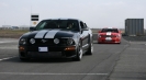 Mustangs in Iceland