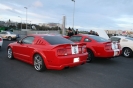 Mustangs in Iceland