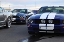 Mustangs in Iceland