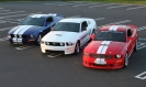 Mustangs in Iceland