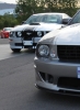 Mustangs in Iceland