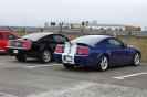 Mustangs in Iceland