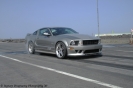 Mustangs in Iceland