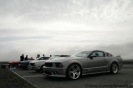 Mustangs in Iceland