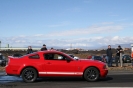 Mustangs in Iceland