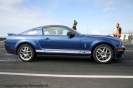 Mustangs in Iceland