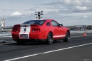 Mustangs in Iceland