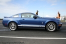 Mustangs in Iceland