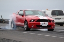 Mustangs in Iceland