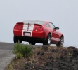 Mustangs in Iceland