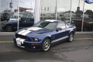 Mustangs in Iceland