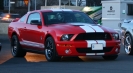 Mustangs in Iceland