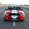 Mustangs in Iceland