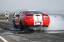 Mustangs in Iceland