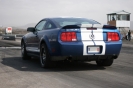 Mustangs in Iceland