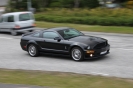 Mustangs in Iceland