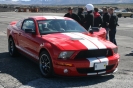 Mustangs in Iceland