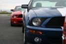 Mustangs in Iceland