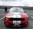 Mustangs in Iceland