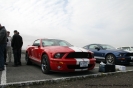 Mustangs in Iceland