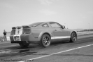 Mustangs in Iceland