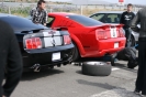 Mustangs in Iceland