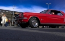 Mustangs in Iceland