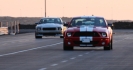 Mustangs in Iceland