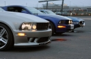 Mustangs in Iceland