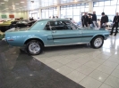 Mustangs in Iceland