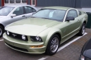 Mustangs in Iceland