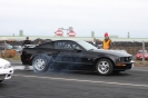 Mustangs in Iceland